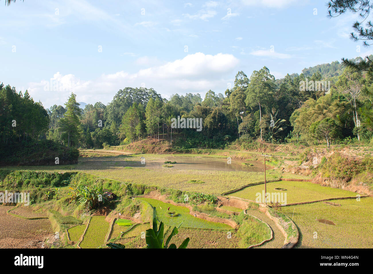 Le riz brun et vert dans les rizières en terrasse, Tana Toraja de Sulawesi du Sud, en Indonésie Banque D'Images