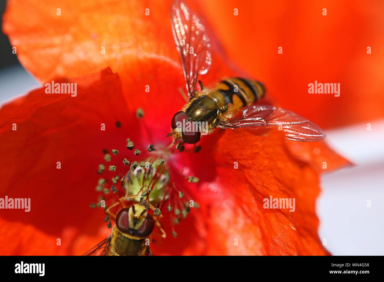 Petite hover fly fly fleur ou l'Eupeodes volucris, Syrphidae se nourrissent d'une Amérique pavot pétale commun papver rhoeas au printemps très close up Banque D'Images