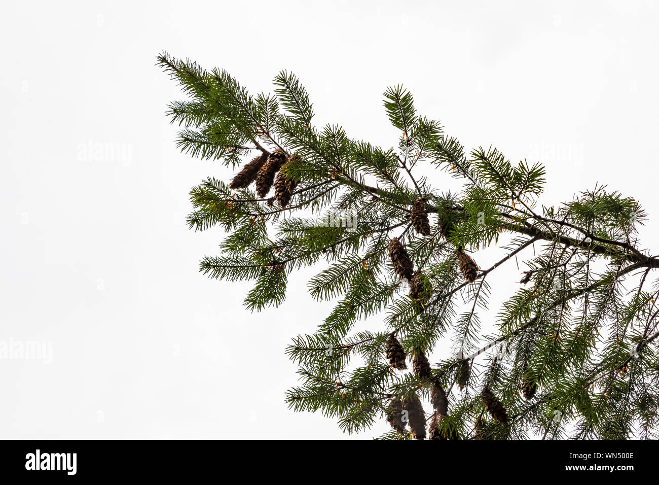 Sapin de Douglas (Pseudotsuga menziesii, branche avec des aiguilles et des cônes en Russie Forest State Park près de Mount Rainier, Washington State, USA Banque D'Images