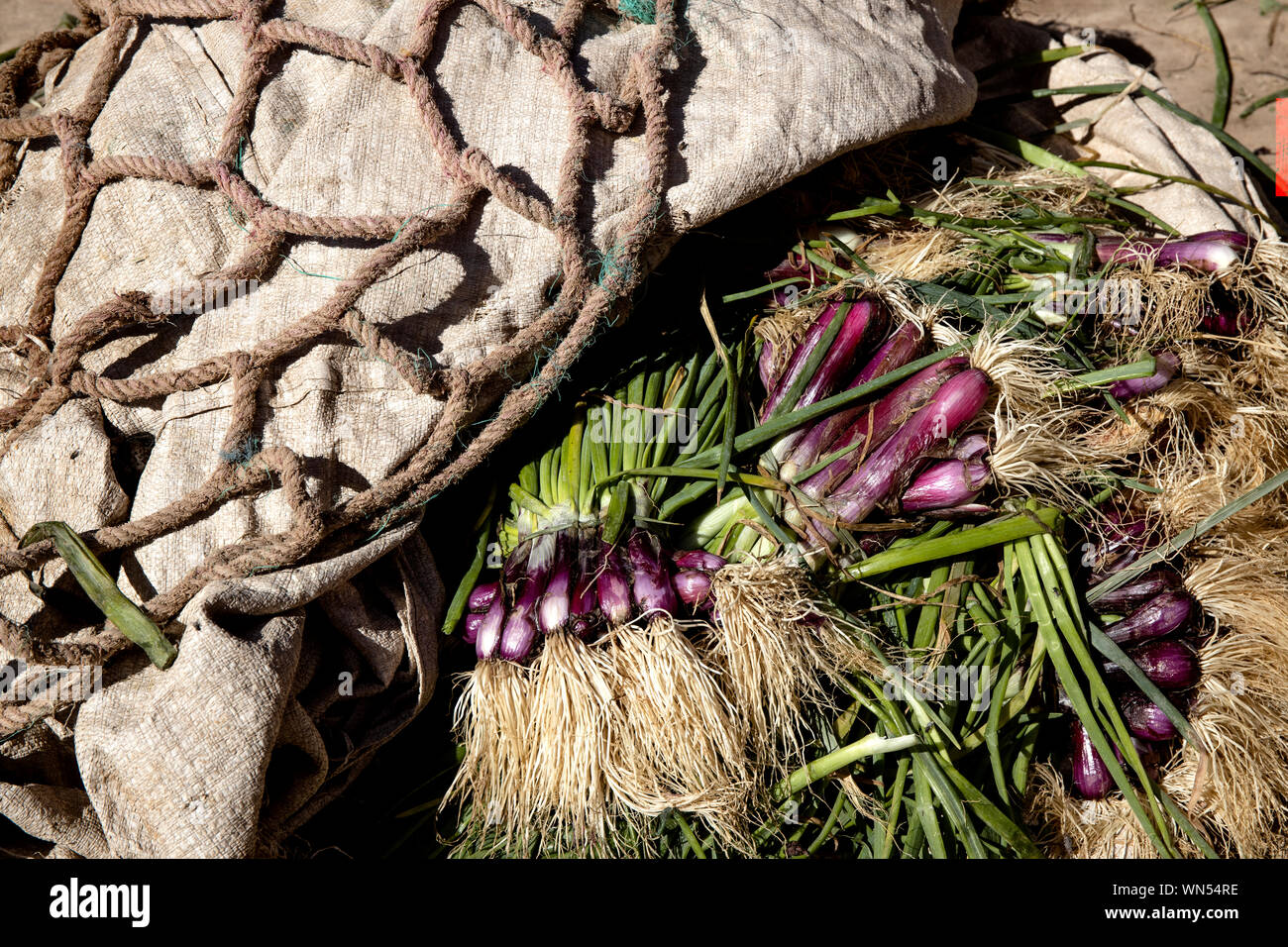 Violet doux très intéressant les oignons dans un marché de rue au Maroc Banque D'Images