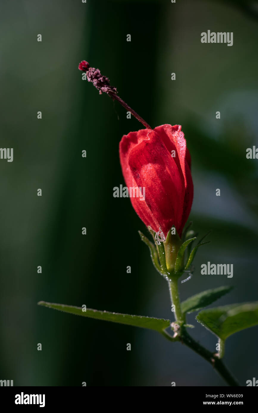 Malvaviscus arboreus (Cire Mallow ou Turk's Turban) Banque D'Images