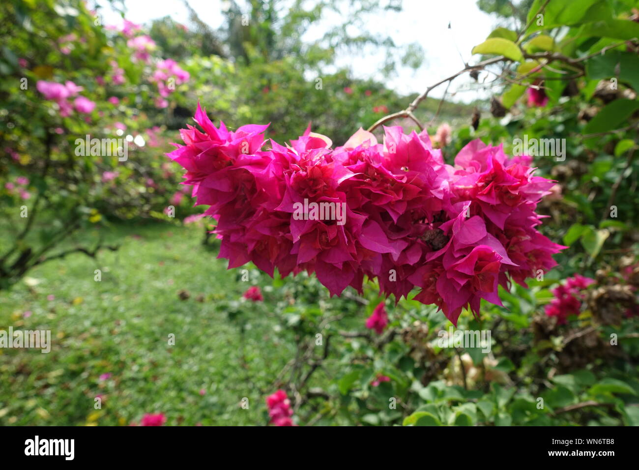 De Belles Fleurs Photo Stock Alamy