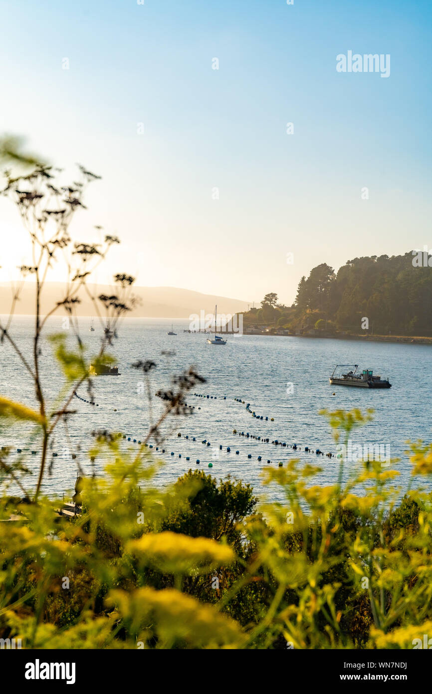 L'heure du coucher du soleil sur la saison de fleurs, Bayshore, coucher de soleil, Région de la baie de San Francisco, comté de Marin Banque D'Images