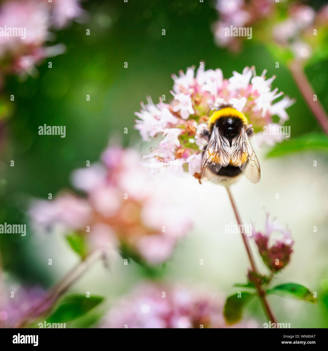Bumblebee sur la marjolaine fleurs dans jardin d'été Banque D'Images
