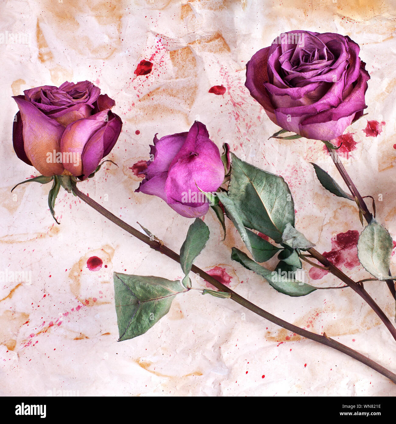 Trois bourgogne rose fleurs sur fond papier froissé peint de close up, maison de vacances invitation ou des cartes de vœux, arrangement floral grunge design Banque D'Images