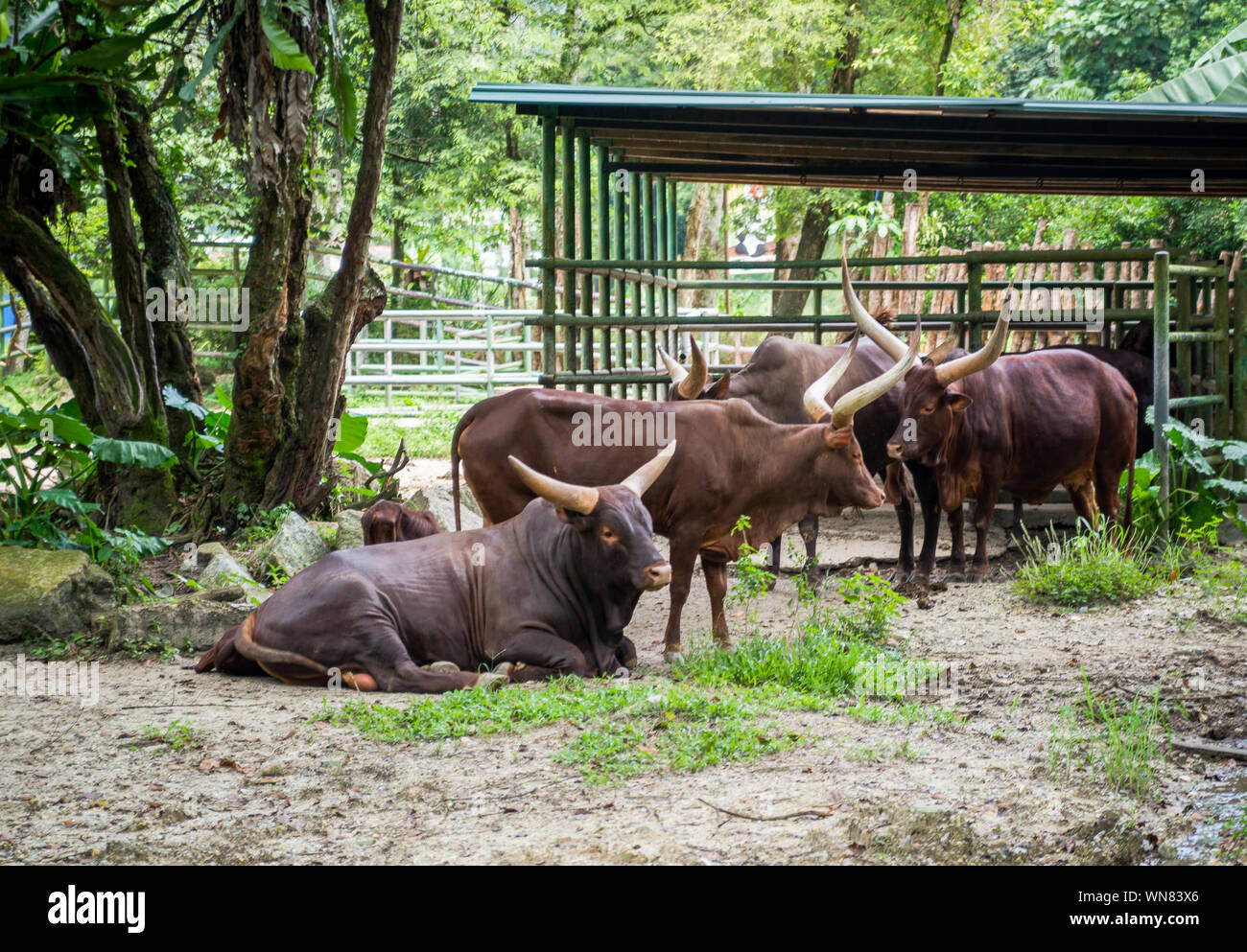 Taureau texan Longhorn et vaches. Banque D'Images