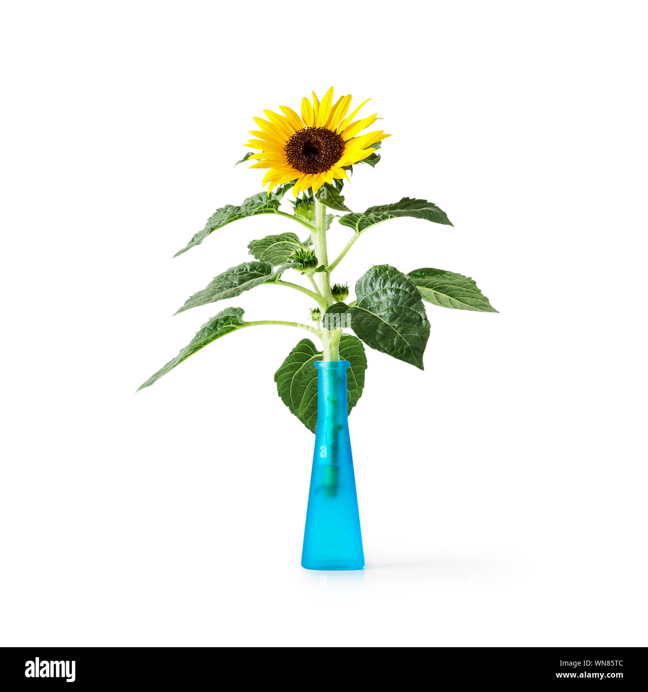 La direction générale de tournesol en bleu vase en verre. Helianthus vivace. Seul objet isolé sur fond blanc chemin de détourage inclus. Jardin d'été flow Banque D'Images