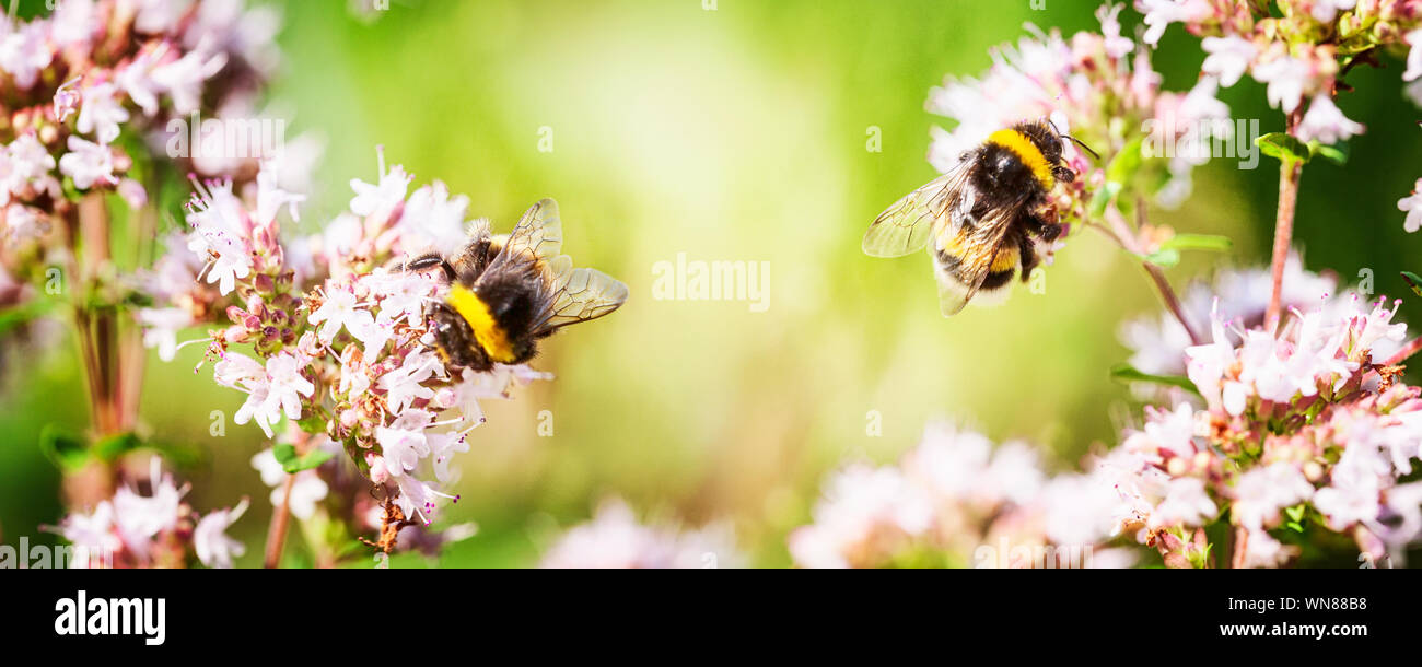 Bumblebee sur la marjolaine fleurs dans jardin d'été Banque D'Images