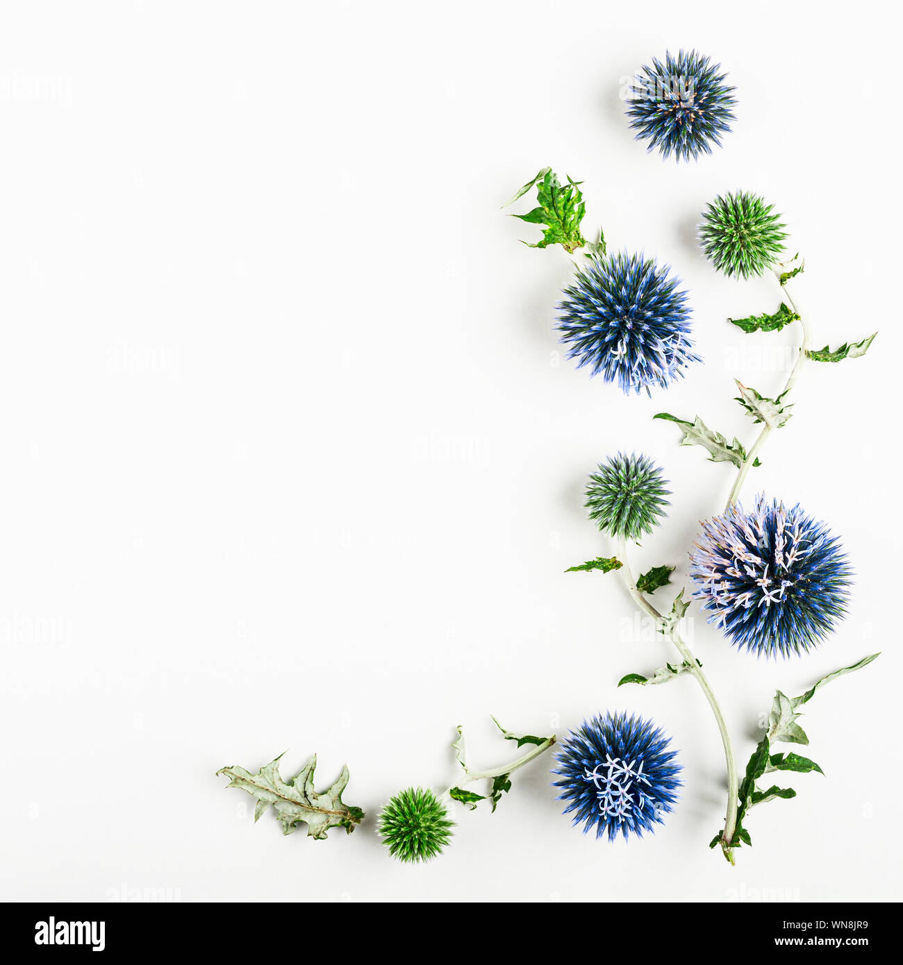 Chardon Bleu des fleurs et des feuilles de composition. Arrangement de fleurs sur fond blanc. Haut de la vue, télévision lay. Élément de design floral Banque D'Images