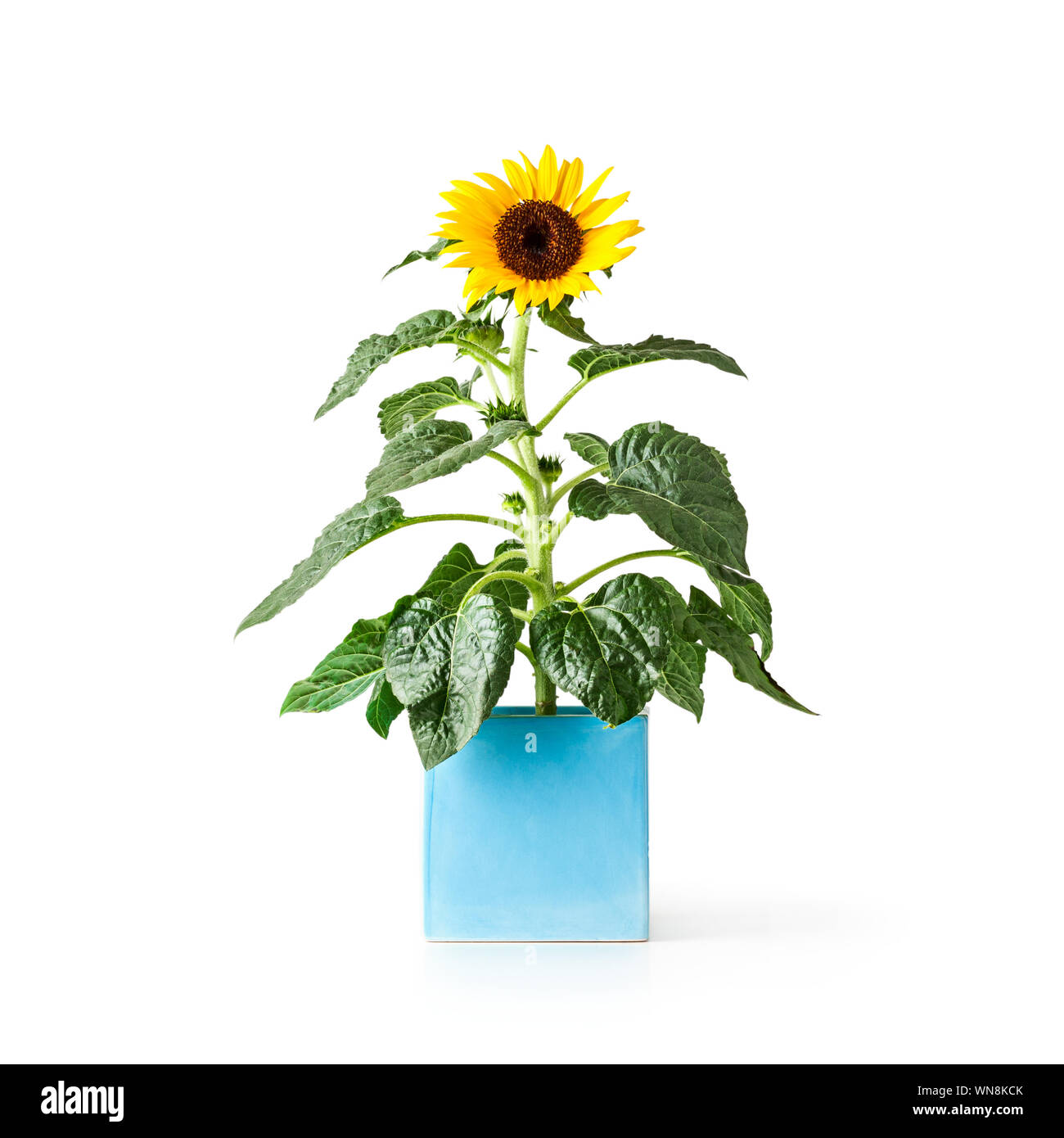 Fleurs de tournesol dans un vase bleu. Pot de fleurs avec helianthus vivace. Seul objet isolé sur fond blanc chemin de détourage inclus. L'ag d'été Banque D'Images