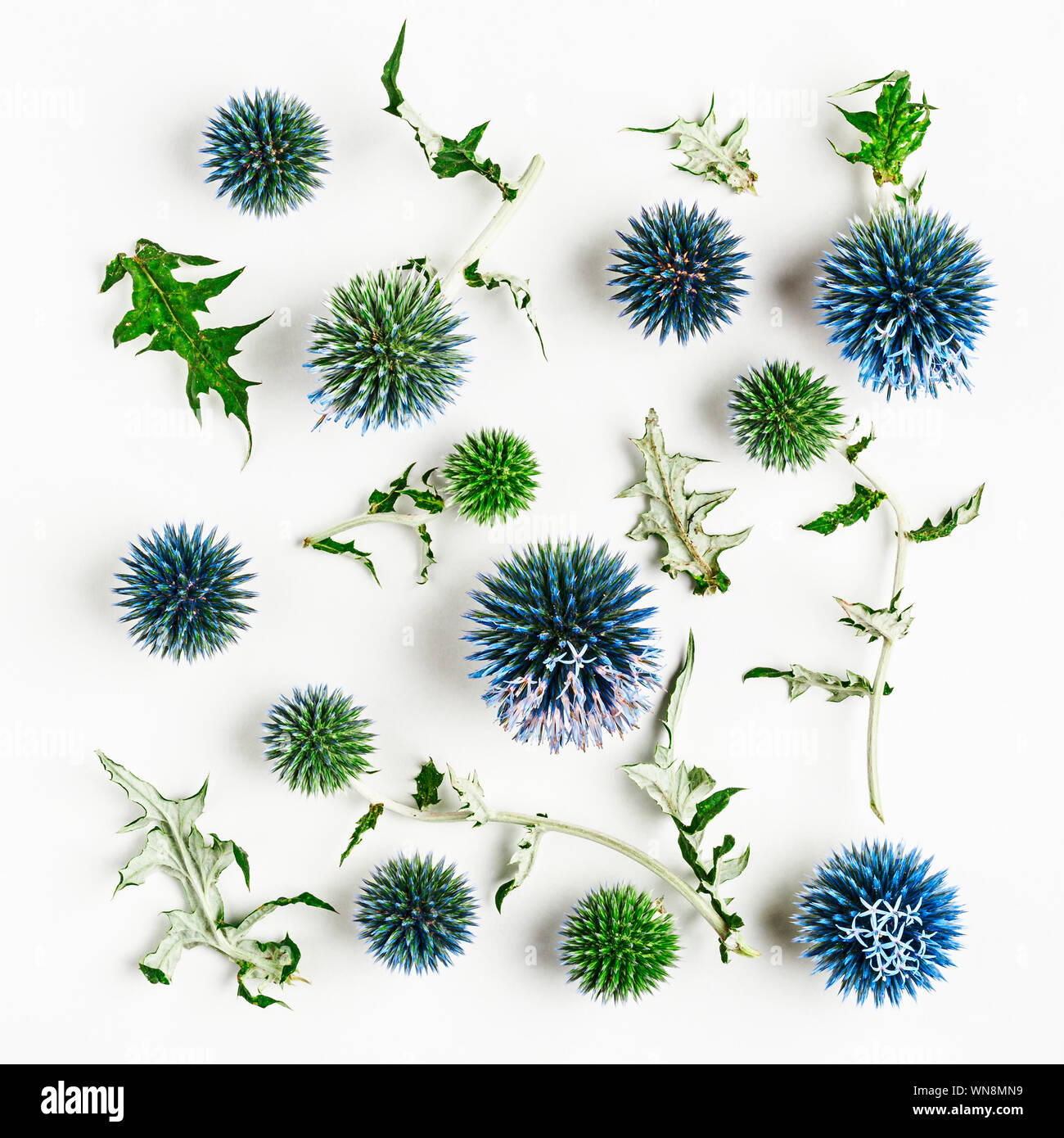 Chardon Bleu des fleurs et des feuilles de composition. Arrangement de fleurs sur fond blanc. Haut de la vue, télévision lay. Élément de design floral Banque D'Images