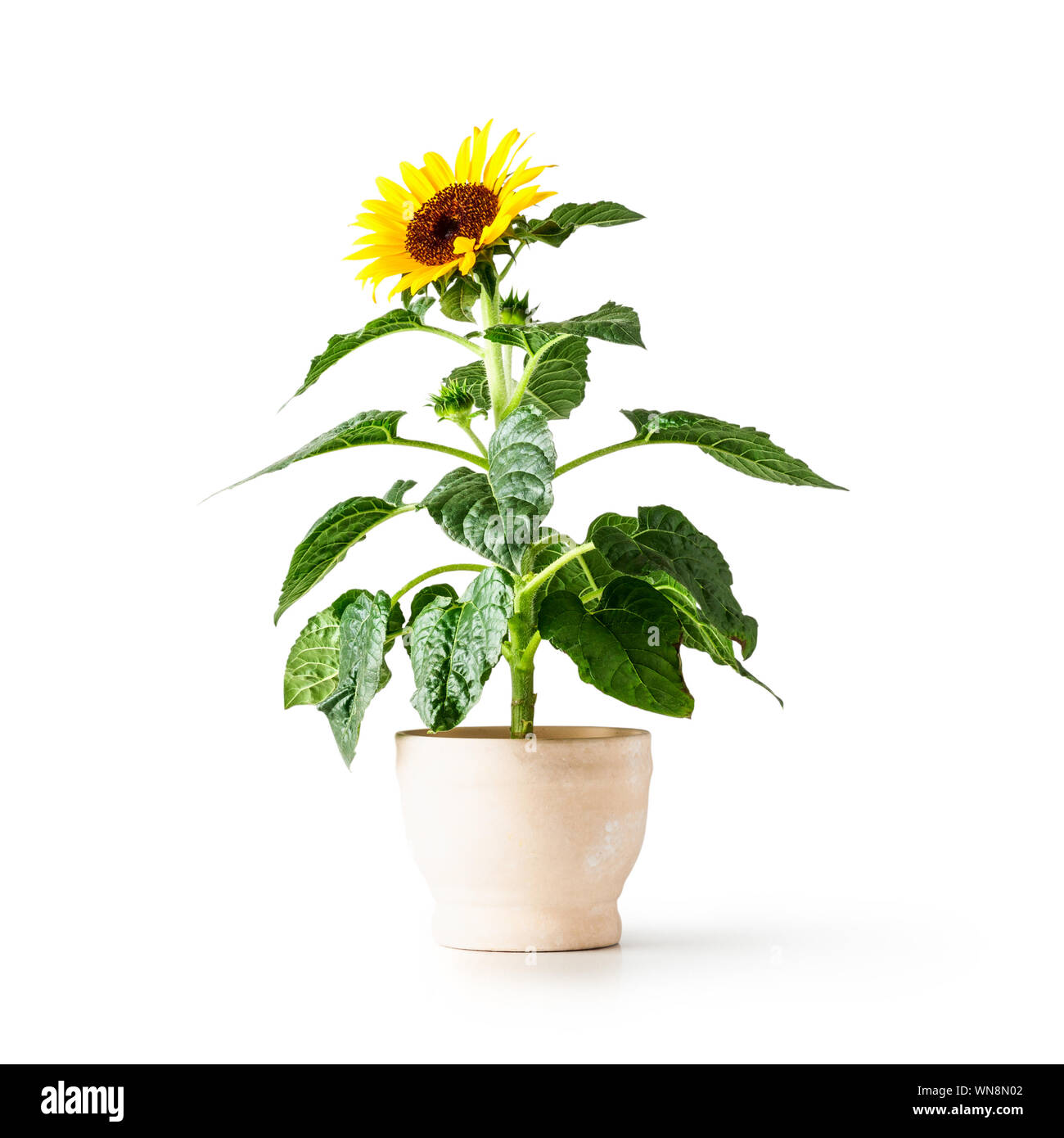 Fleurs de tournesol en pot de fleurs. Helianthus vivace. Seul objet isolé sur fond blanc chemin de détourage inclus. Fleurs de jardin d'été Banque D'Images
