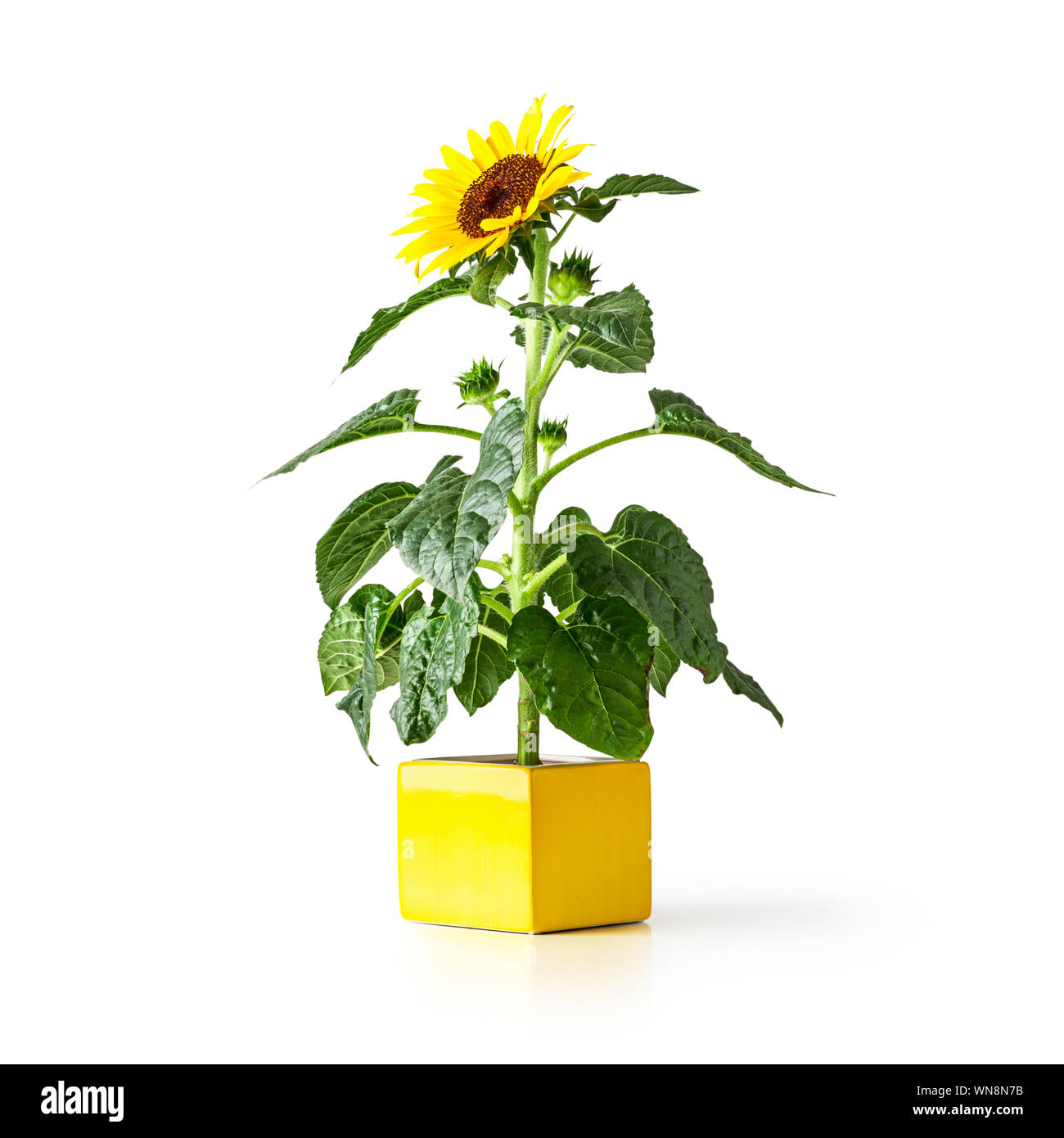 Fleurs de tournesol dans un vase jaune. Helianthus vivace. Seul objet isolé sur fond blanc chemin de détourage inclus. Fleurs de jardin d'été Banque D'Images