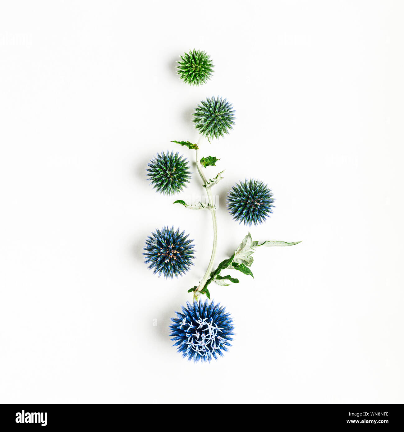 Chardon Bleu des fleurs et des feuilles de composition. Arrangement de fleurs sur fond blanc. Haut de la vue, télévision lay. Élément de design floral Banque D'Images