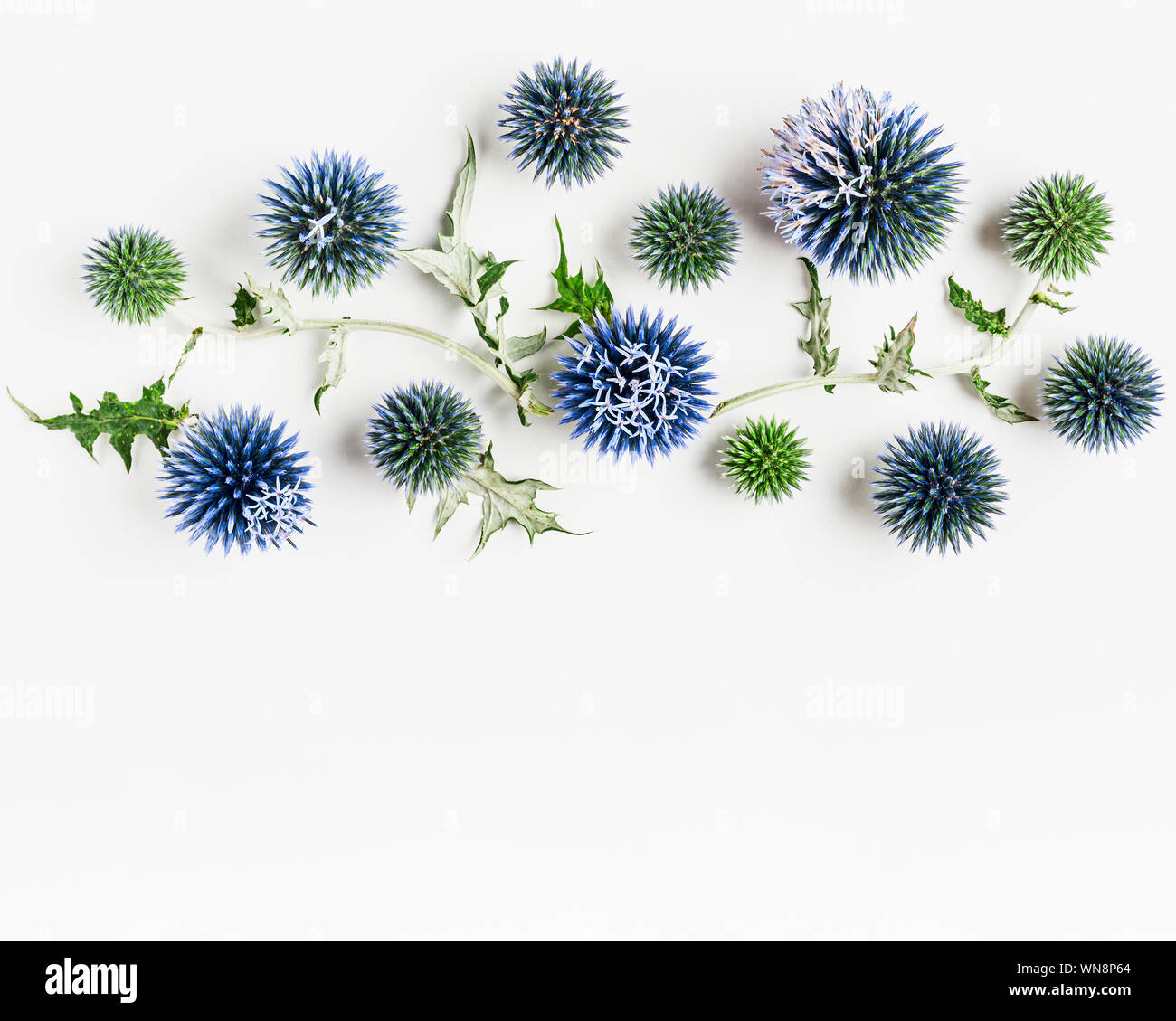 Chardon Bleu des fleurs et des feuilles de composition. Arrangement de fleurs sur fond blanc. Haut de la vue, télévision lay. Élément de design floral Banque D'Images