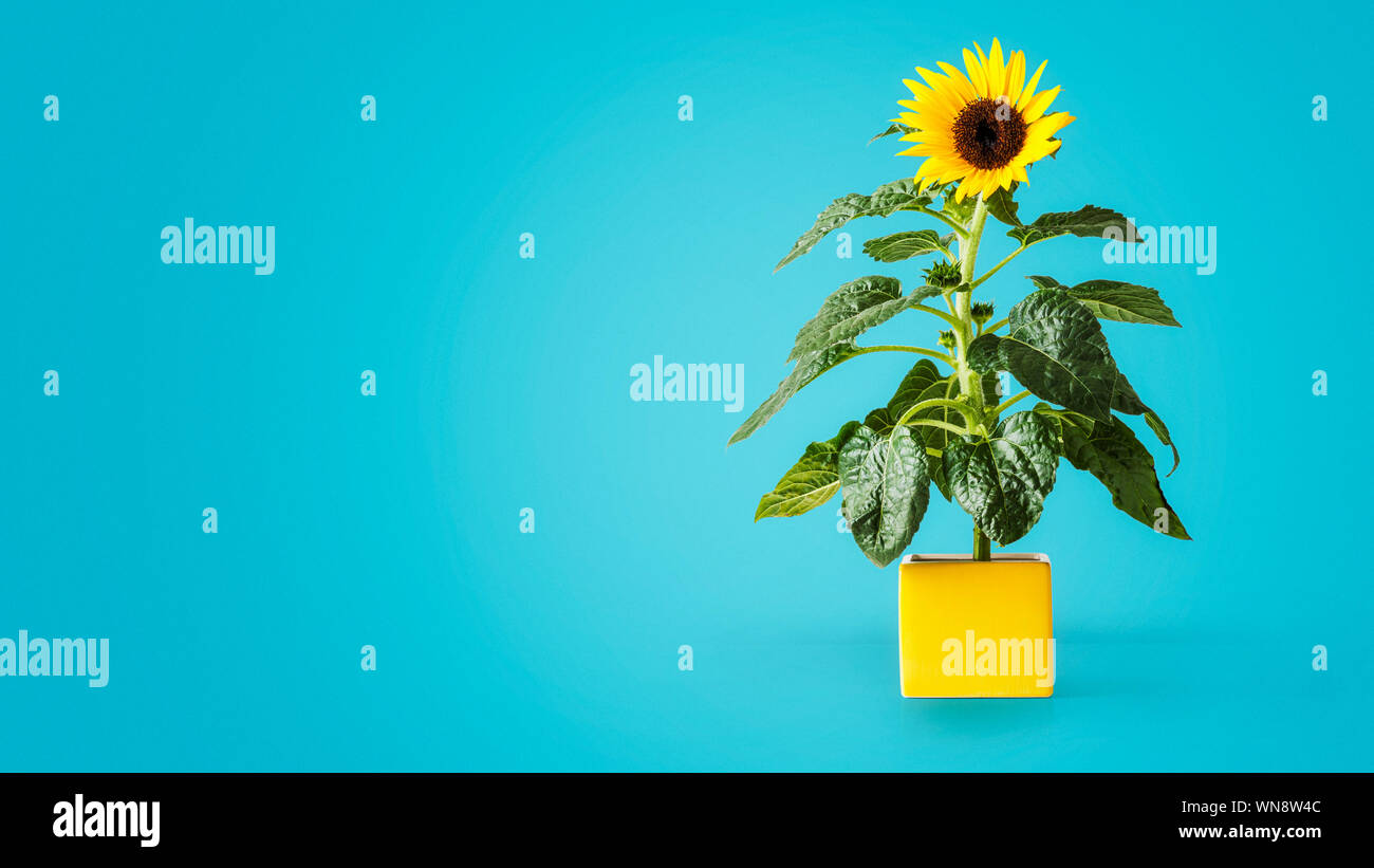 Fleurs de tournesol dans un vase jaune sur fond bleu. Pot de fleurs avec helianthus plante. Fleurs de jardin d'été Banque D'Images