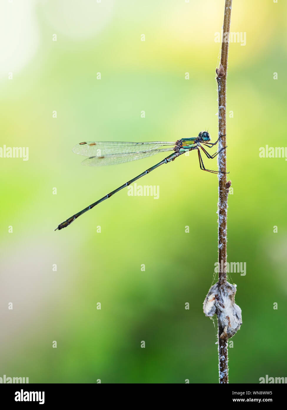 Willow Emerald Chalcolestes viridis, demoiselle. Profil. Banque D'Images