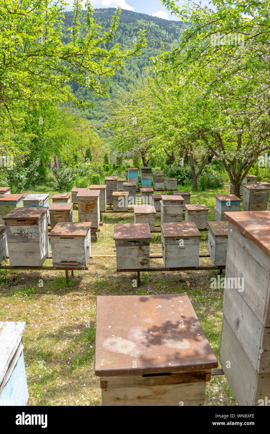 Ruches dans un beau jardin fleuri, production de miel biologique près de Borjomi, Géorgie Banque D'Images