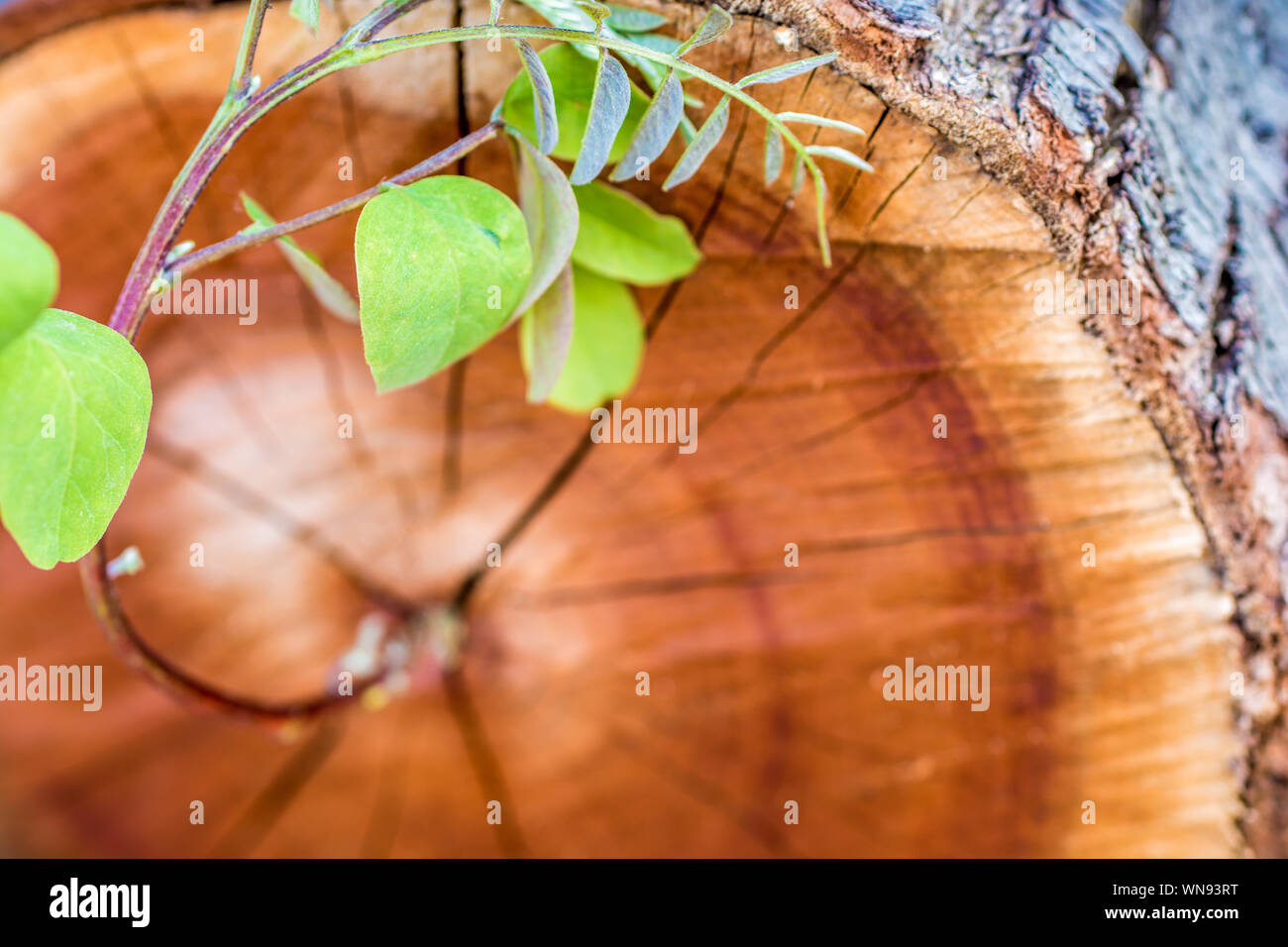 De vieux tronc pousse nouvelle succursale Banque D'Images