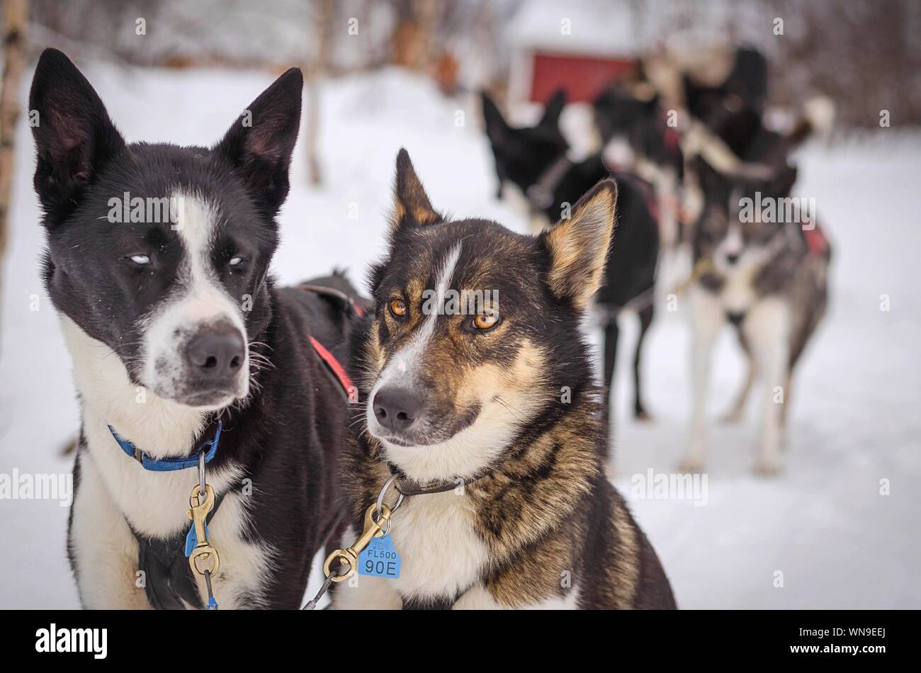 Close-up de chiens de traîneau sur le terrain couvert de neige Banque D'Images