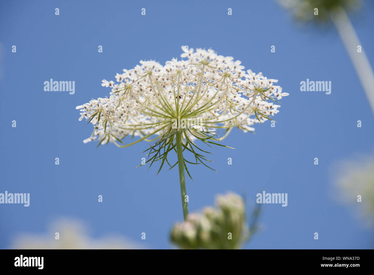 Ombelles à fleurs blanches et de bourgeons de carotte sauvage contre un  ciel bleu dans une prairie de fleurs blanches Daucus carota Photo Stock -  Alamy