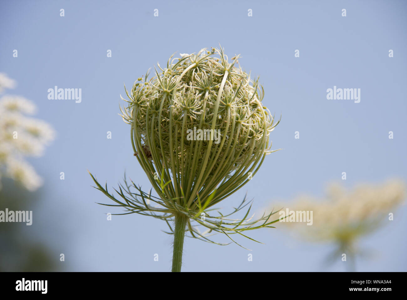 Floraison blanche ombelle de carotte sauvage contre un ciel bleu fleur  blanche de Daucus carota Photo Stock - Alamy