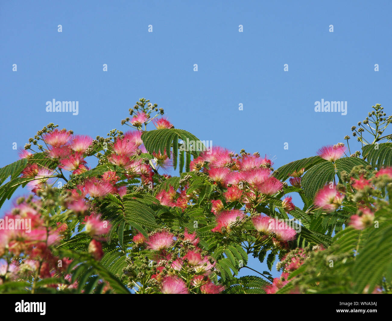 Fleurs roses d'Albizia julibrissin arbre de soie (persan) et feuilles vertes vers le bleu ciel sur une journée ensoleillée Banque D'Images