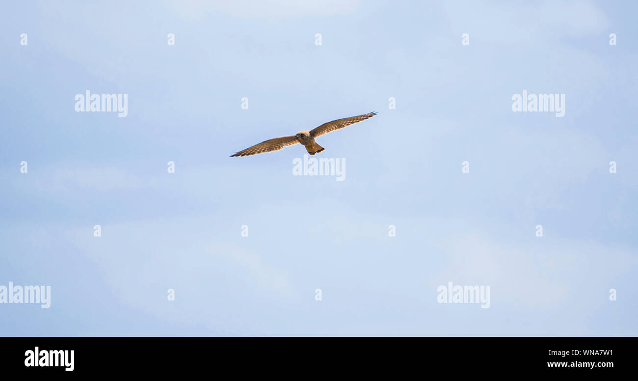 Petit bébé vol falcon en Espagne, 2019. Les animaux en liberté. Oiseau faucon volant au-dessus des pins dans un ciel bleu clair. Les faucons sauvages en liberté. Banque D'Images