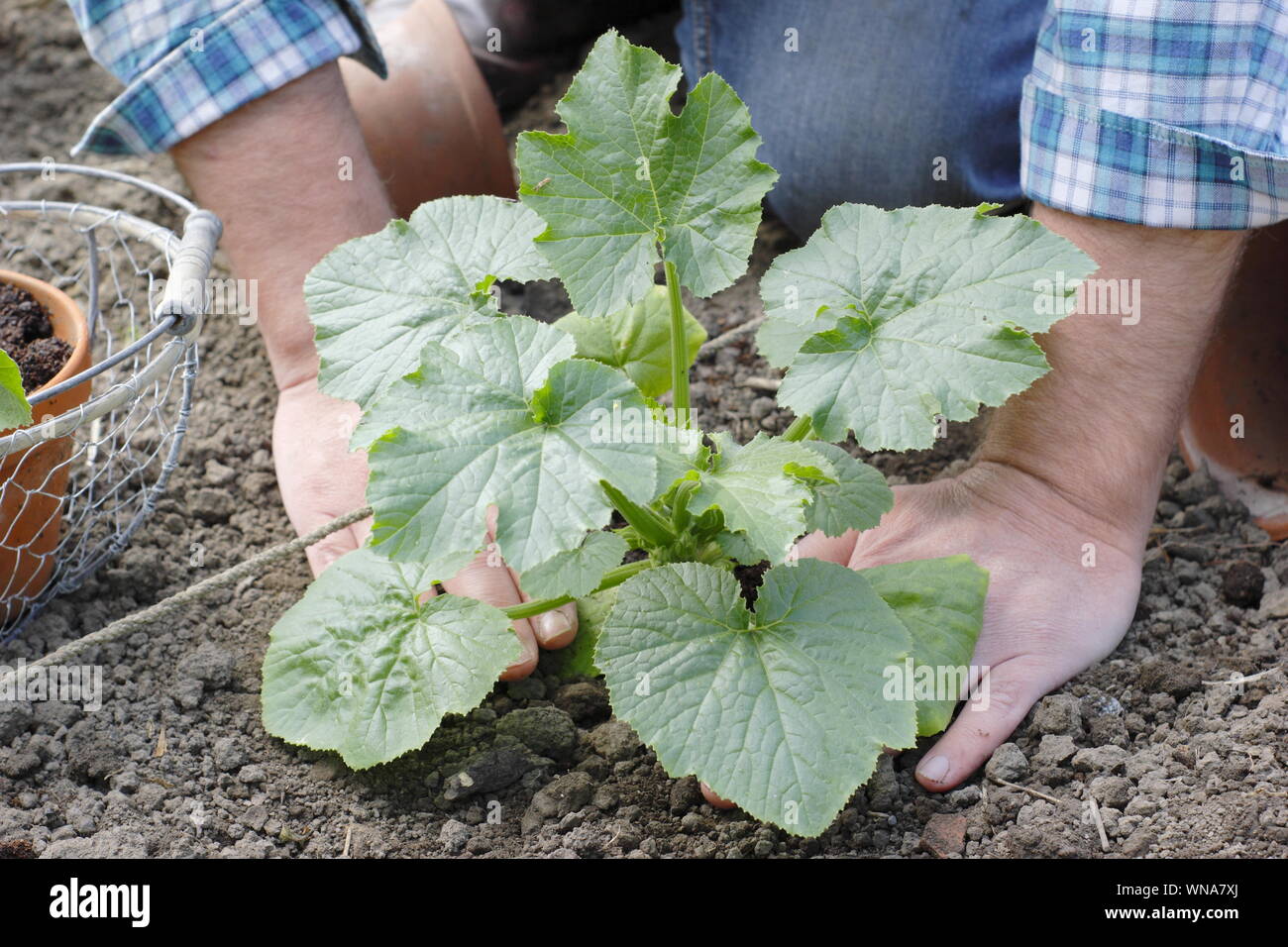 Cucurbita pepo 'Black Beauty'. En raffermissant les jeunes plants de courgettes après la plantation Banque D'Images