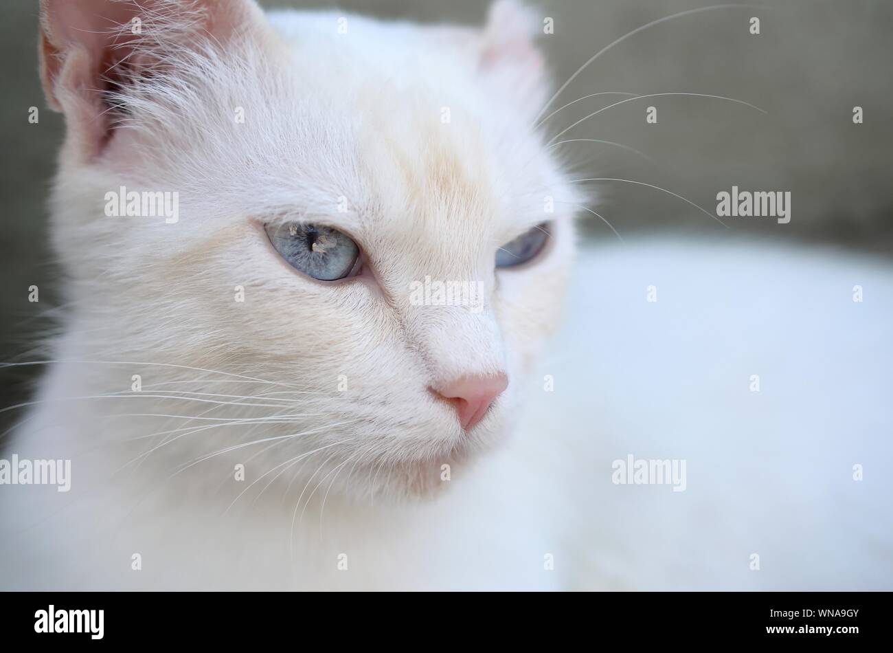 Un Chat Blanc Pur Avec Les Yeux Bleu Turquoise Et Rose Oreilles Defectueux A L Exterieur Photo Stock Alamy