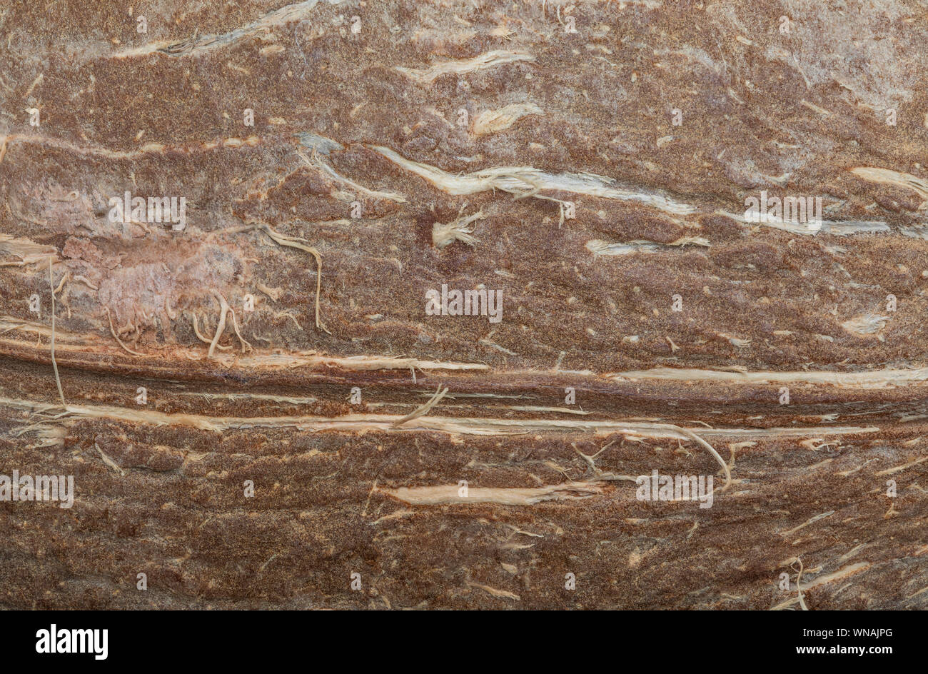 La texture en fibres de coco (collection de légumes et de fibres naturelles). Avant-plan. Banque D'Images