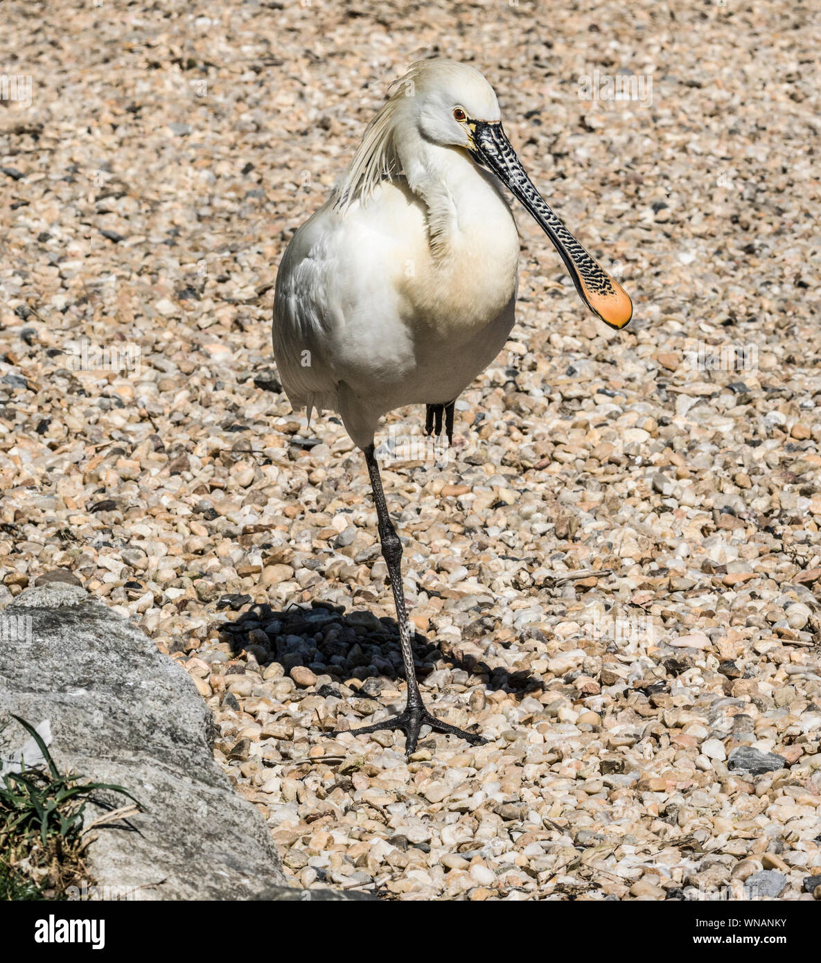 La Spatule blanche (Platalea leucorodia).Des profils debout sur une jambe.le sud-ouest de la France. Banque D'Images