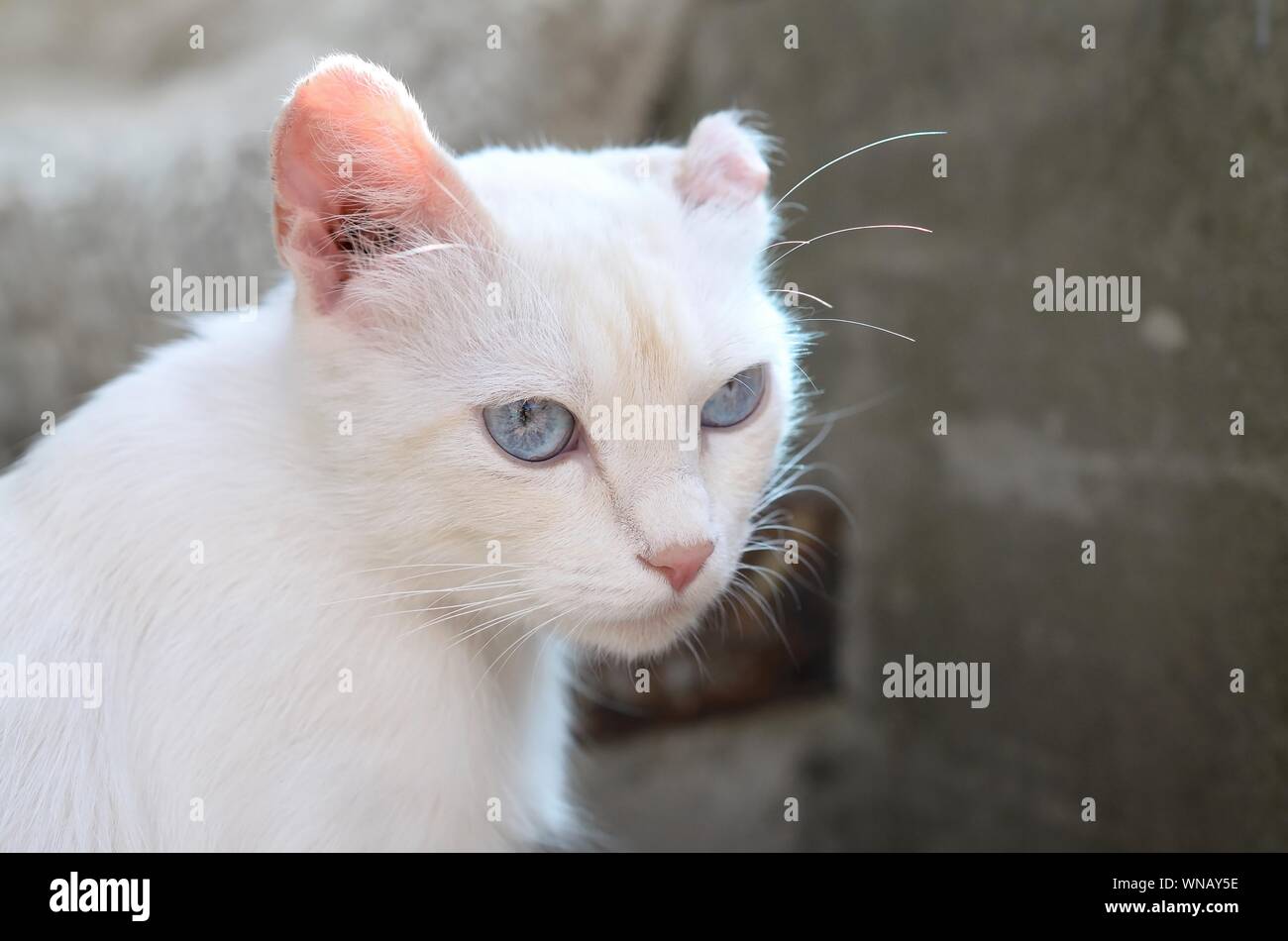 Un chat blanc pur avec les yeux bleu turquoise et rose oreilles défectueux  à l'extérieur Photo Stock - Alamy