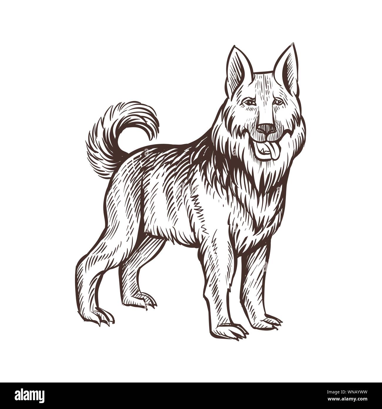 Chien de protection des animaux de ferme, sketch chien isolé sur le fond blanc. Vintage style. Vector illustration. Illustration de Vecteur