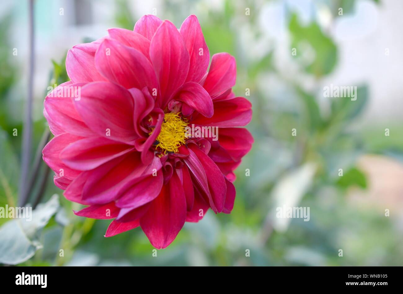 Plan Macro sur l'évêque de llandaff Dahlia fleur pourpre. La ramification est un cultivar vivace tubéreuse sombre de couleur aubergine avec feuillage noir Banque D'Images