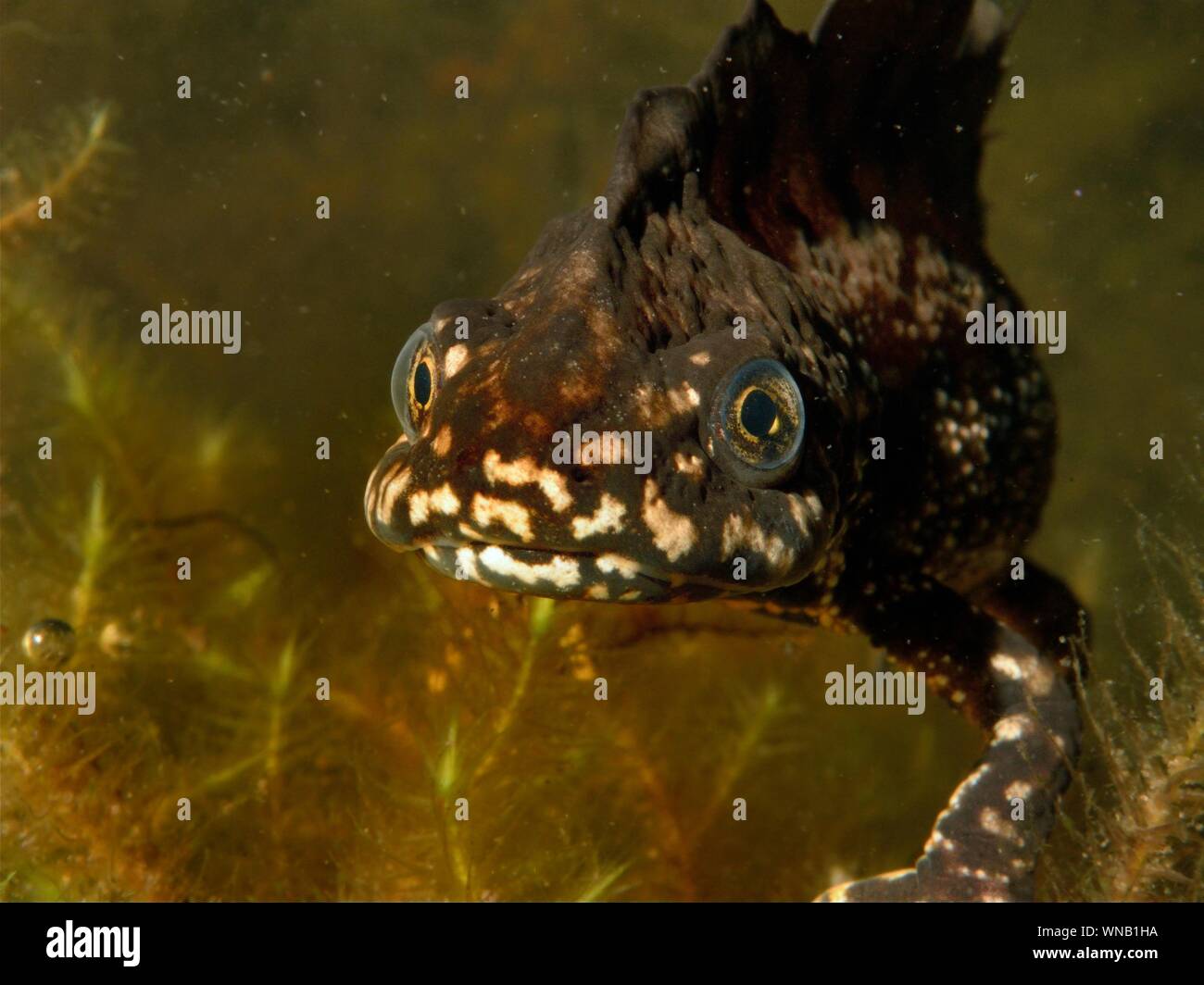 Great crested newt (Triturus cristatus) mâle dans un étang de jardin dans la nuit, les visualiser, Somerset, Royaume-Uni, mars. Photographié sous licence. Banque D'Images