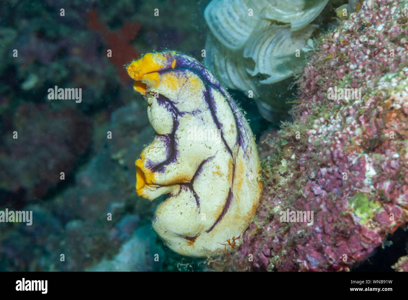 Bouche d'or sea squirt Philippines Banque D'Images