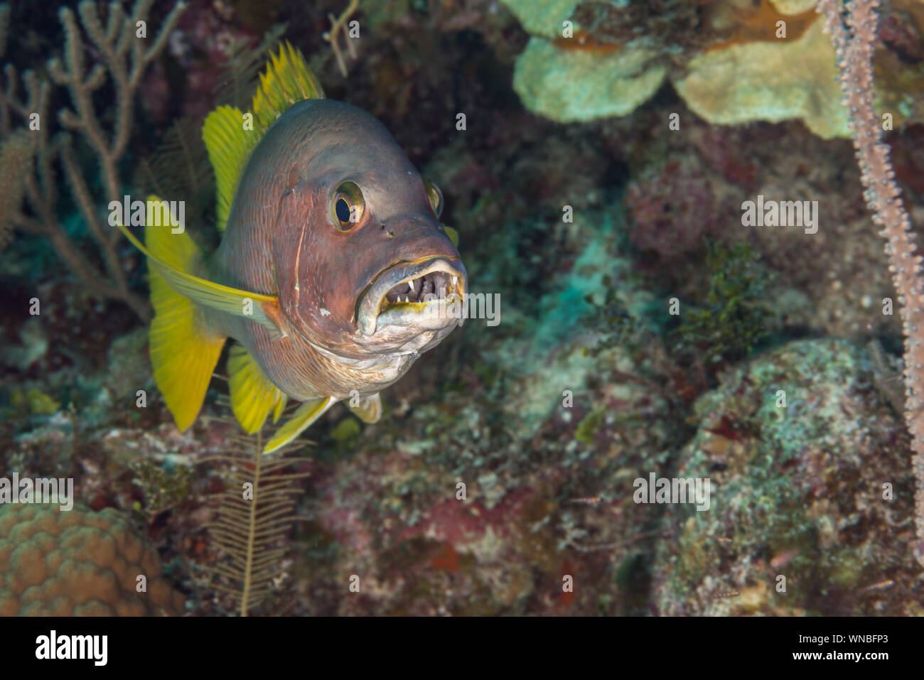 Maître snapper bouche ouverte aux Bahamas Banque D'Images