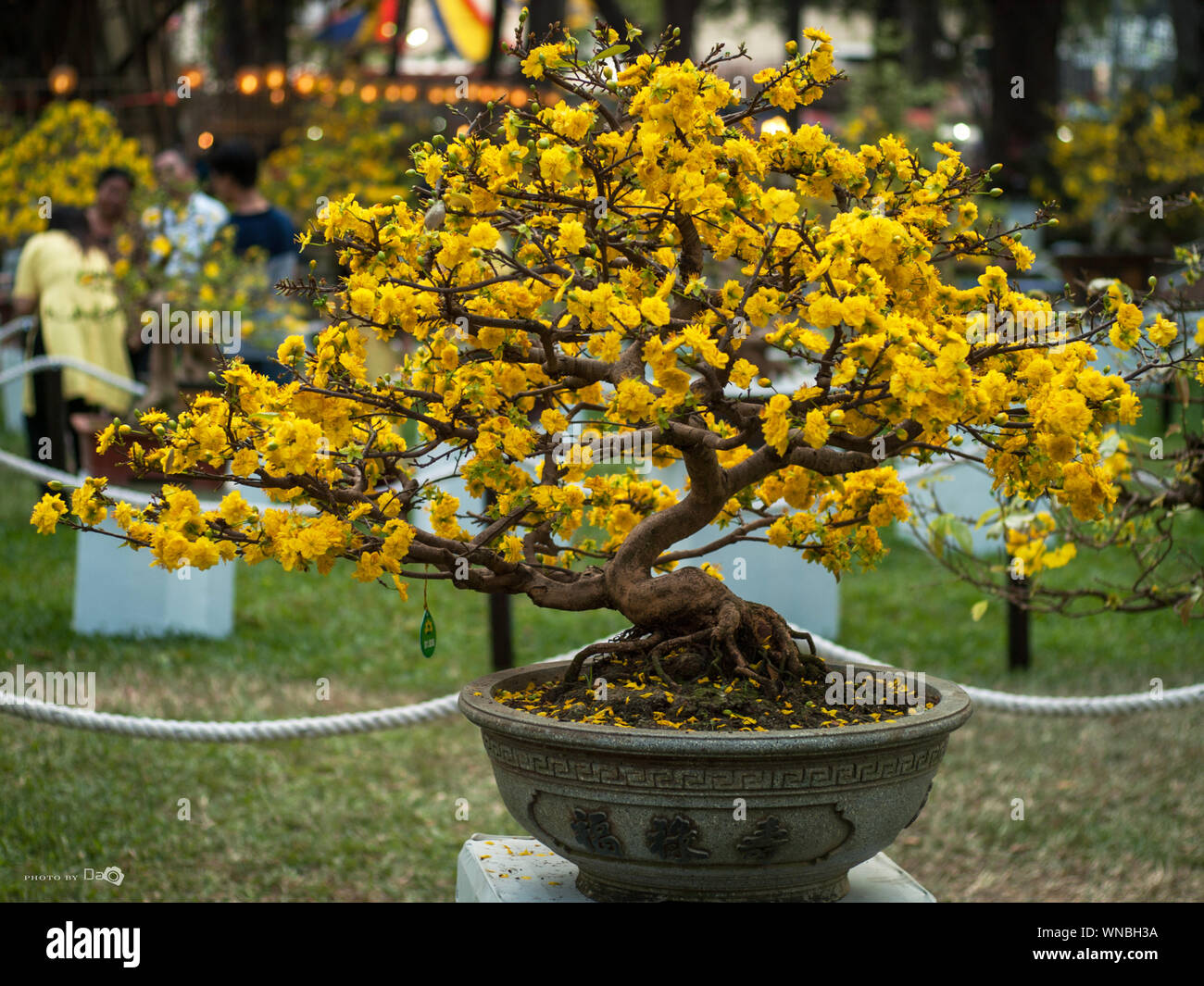 Bonsaï à fleurs jaunes Banque de photographies et d'images à haute  résolution - Alamy