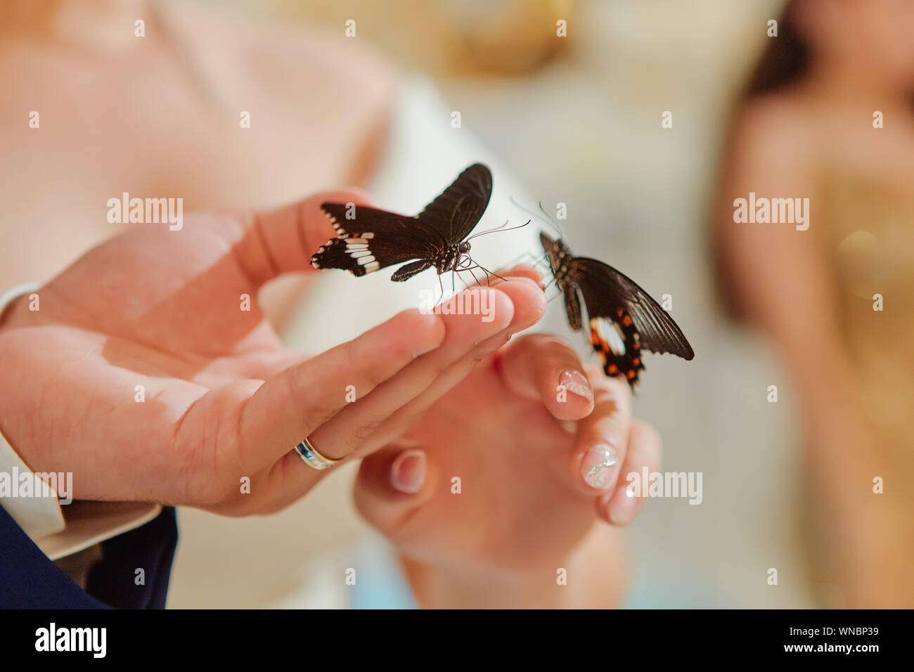 Papillons exotiques. Beaux papillons vivants s'asseoir sur les mains des mariés. Reçu en cadeau à la fête de mariage. Banque D'Images