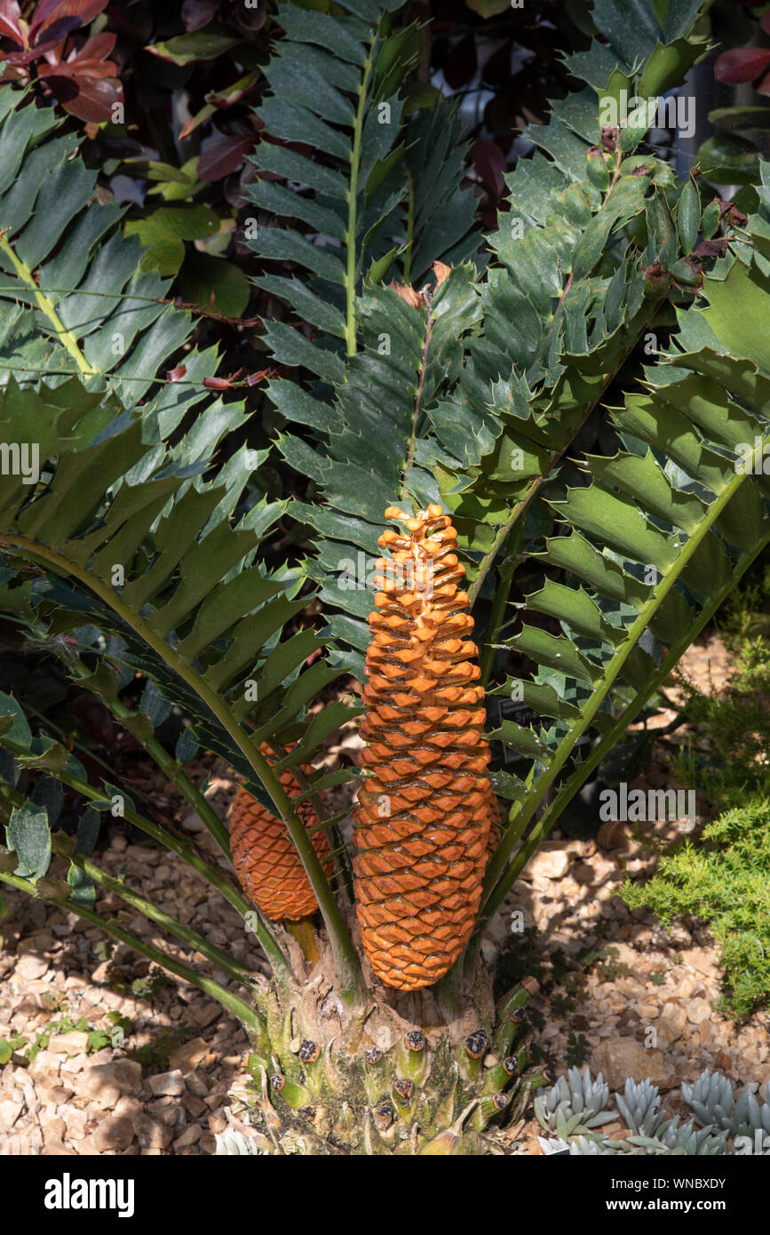 Cycad Encephalartos ferox :. Les cônes femelles. Banque D'Images