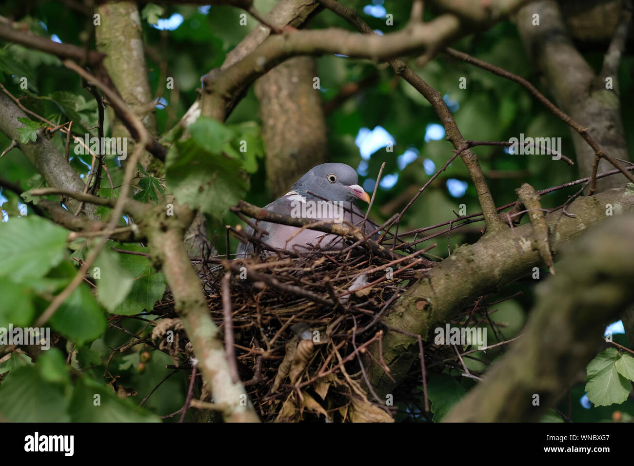 Nid pigeon Banque de photographies et d’images à haute résolution Alamy