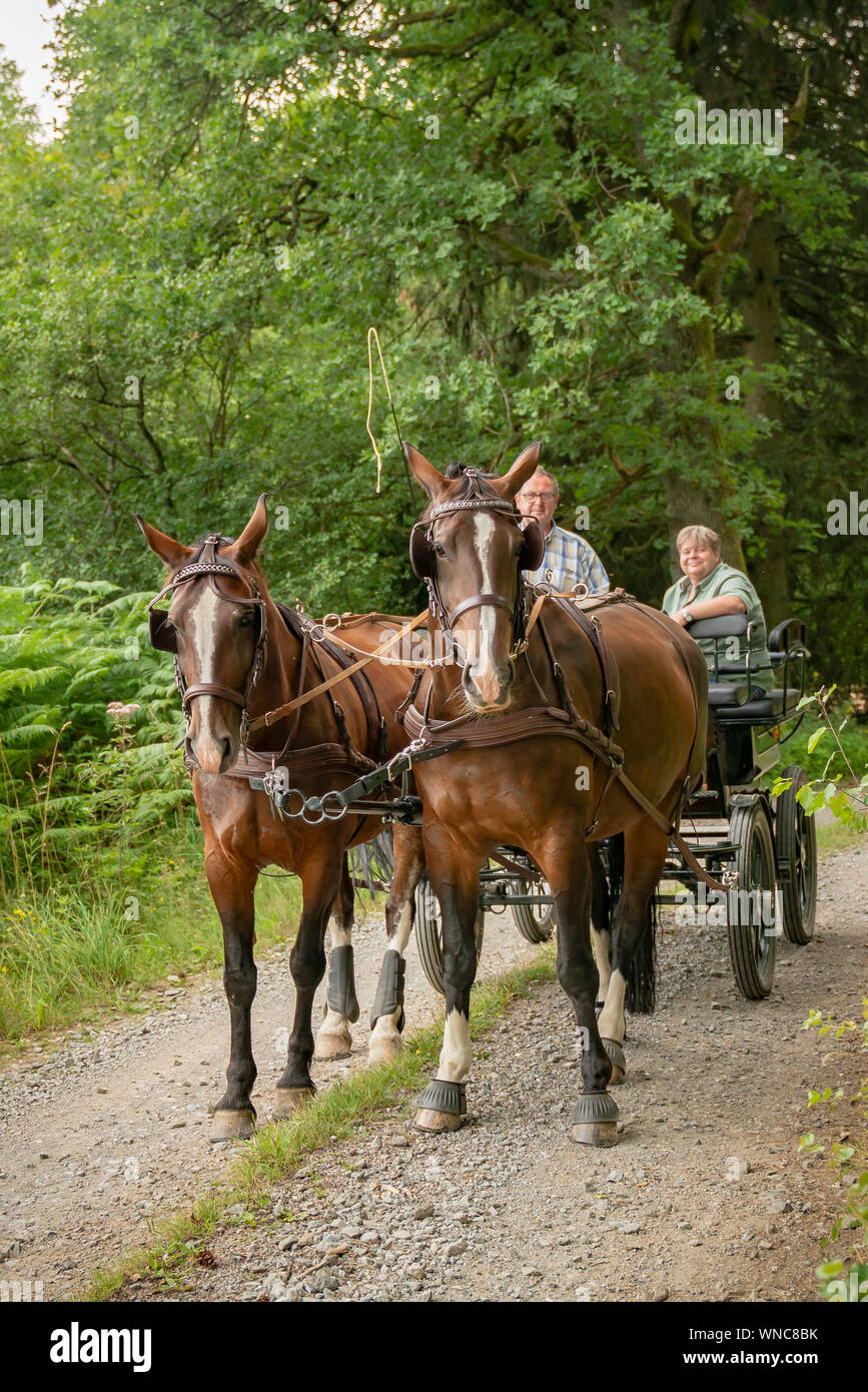 Un homme de 60 ans conduit un chariot avec deux chevaux lourds de Thuringe saxonne (sang chaud). Il vient de la forêt. Banque D'Images