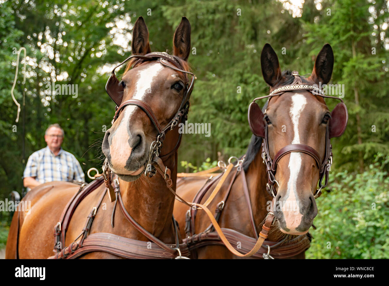 Un homme de 60 ans conduit un chariot avec deux chevaux lourds de Thuringe saxonne (sang chaud). Il vient de la forêt. Banque D'Images