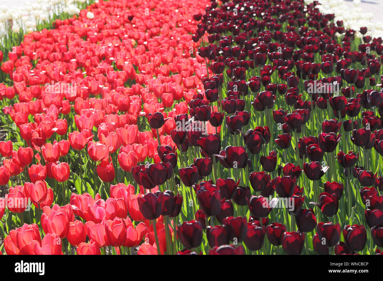 Tulipe rose et noir. Le contraste entre la texture de la fleurs. parterre divisé en deux dans la lumière et l'obscurité. Banque D'Images