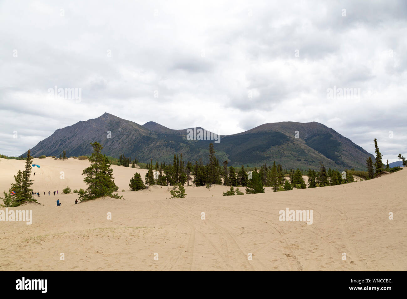 Désert de Carcross, au Yukon, le Canada, le désert le plus petit du monde. Banque D'Images