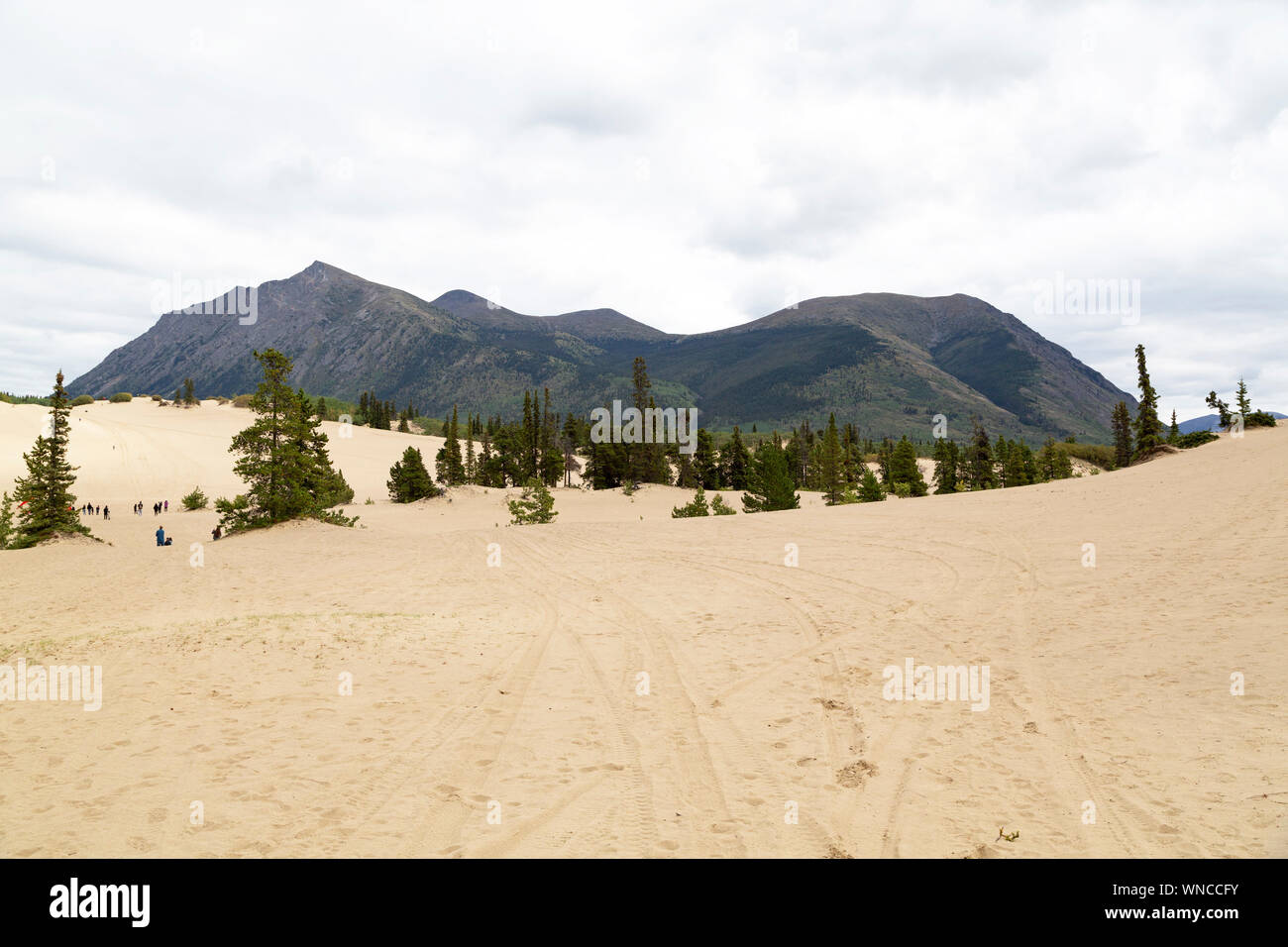 Désert de Carcross, au Yukon, le Canada, le désert le plus petit du monde. Banque D'Images