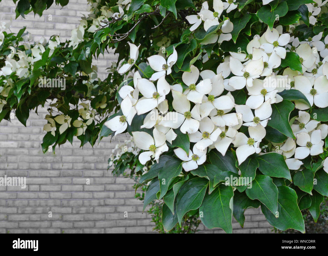 Photo Gros plan d'un arbre en fleur de cornouiller à fleurs avec un mur de briques à l'arrière-plan. Banque D'Images