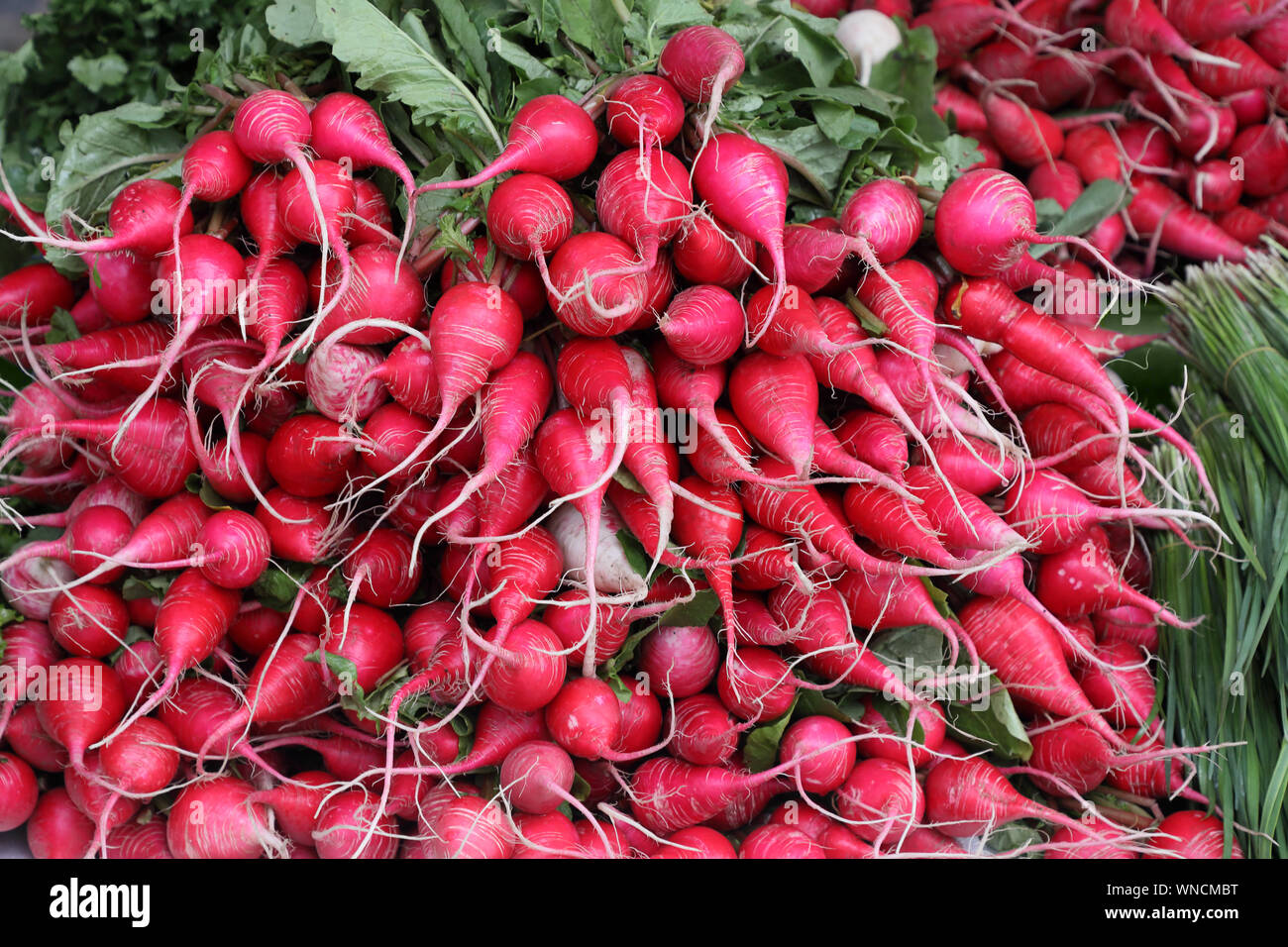 Les radis rouges frais fraîchement cueillies avec tops . Banque D'Images