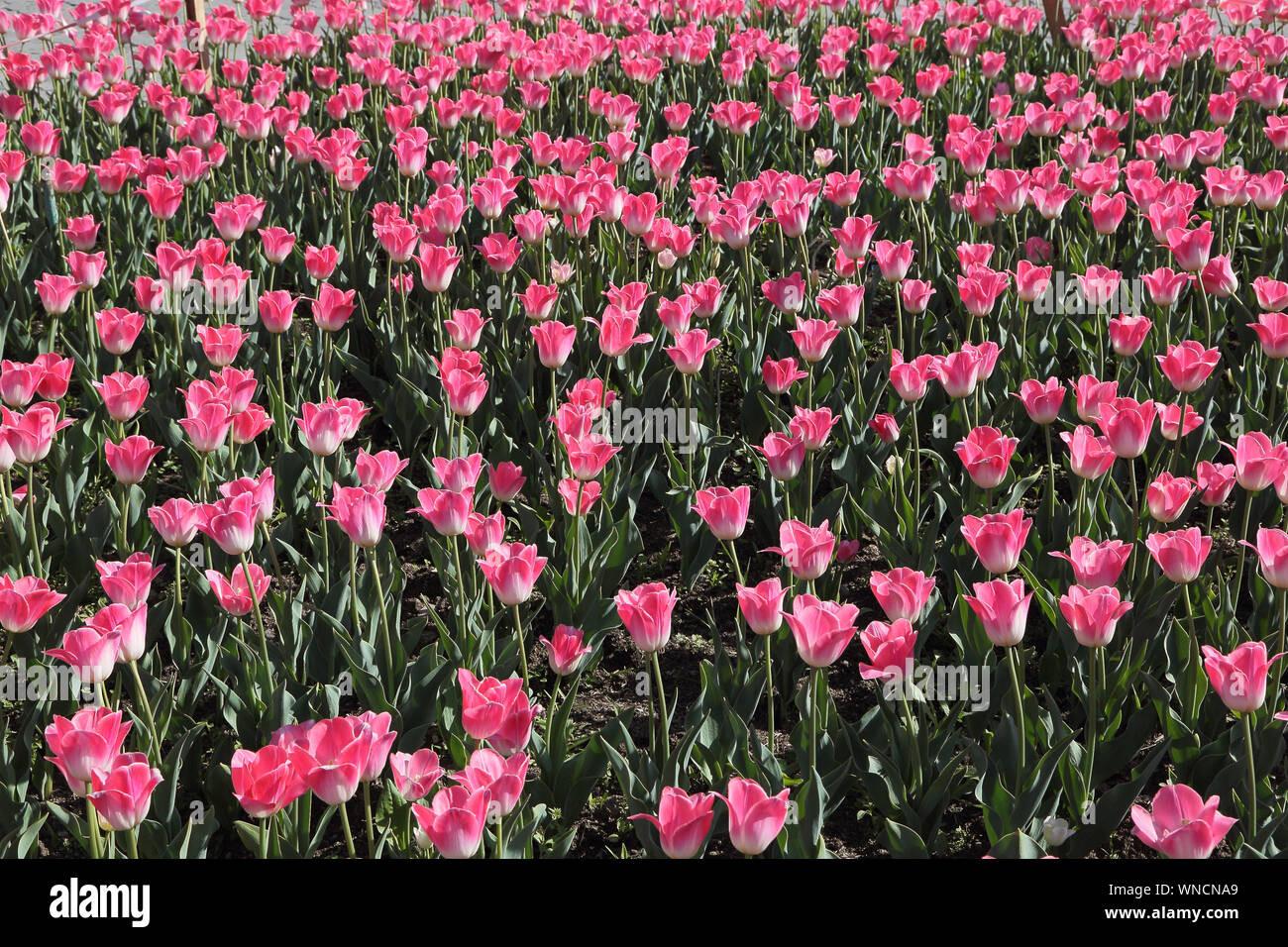 Tulipe rose. La texture des fleurs Banque D'Images